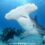 Great Hammerhead Shark Diving Safari 2024