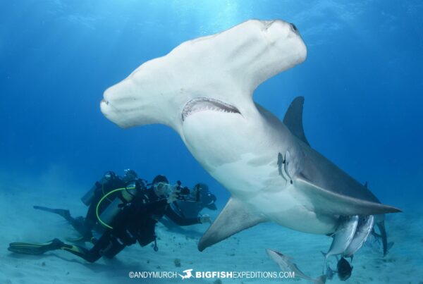 Diving with Great Hammerheads in the Bahamas.