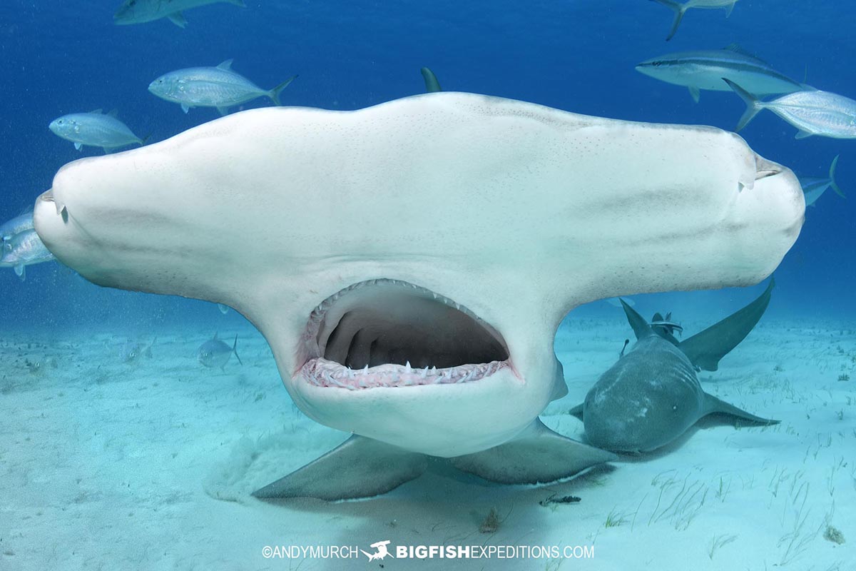 Great hammerhead shark dive.