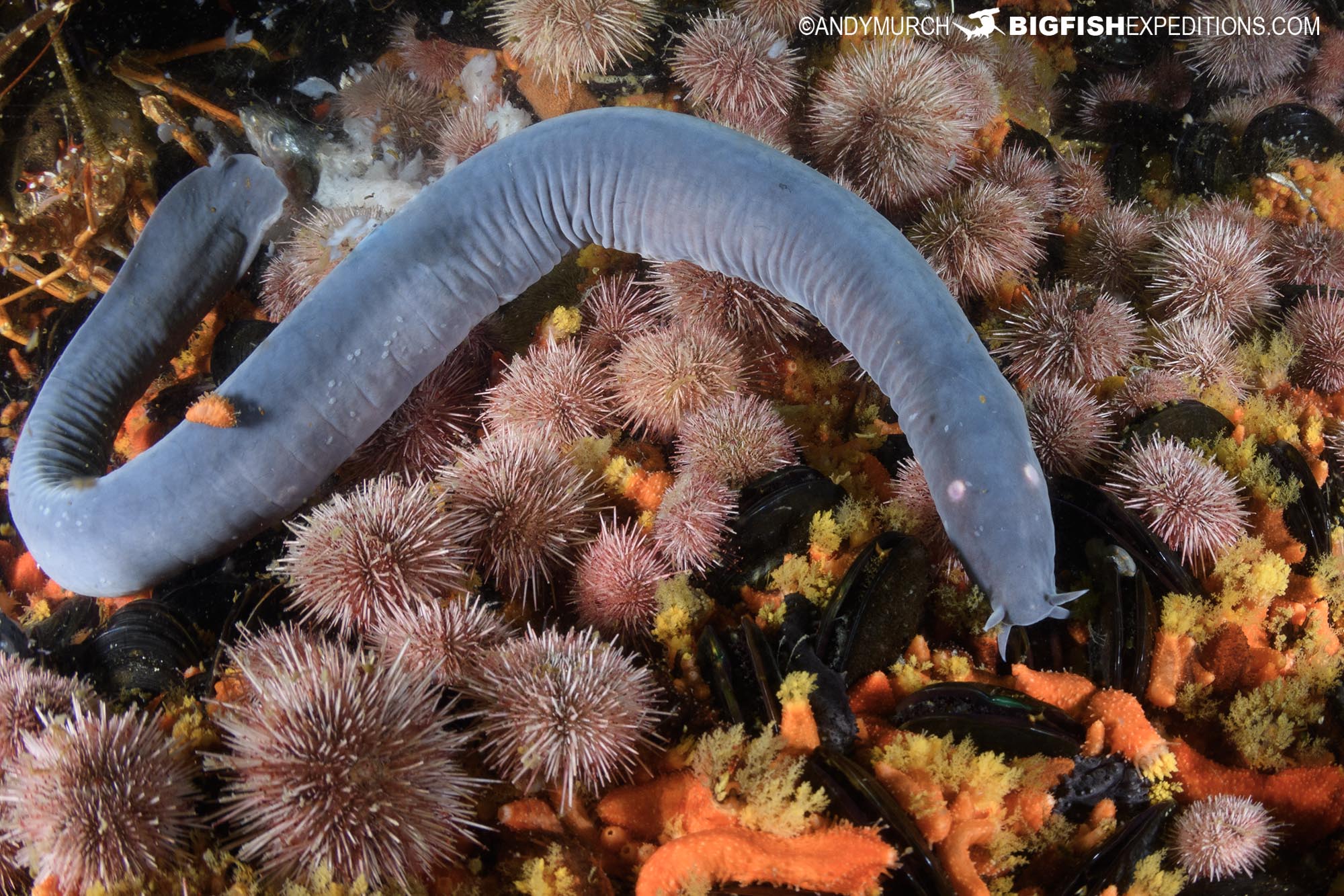 Hagfish diving in South Africa.