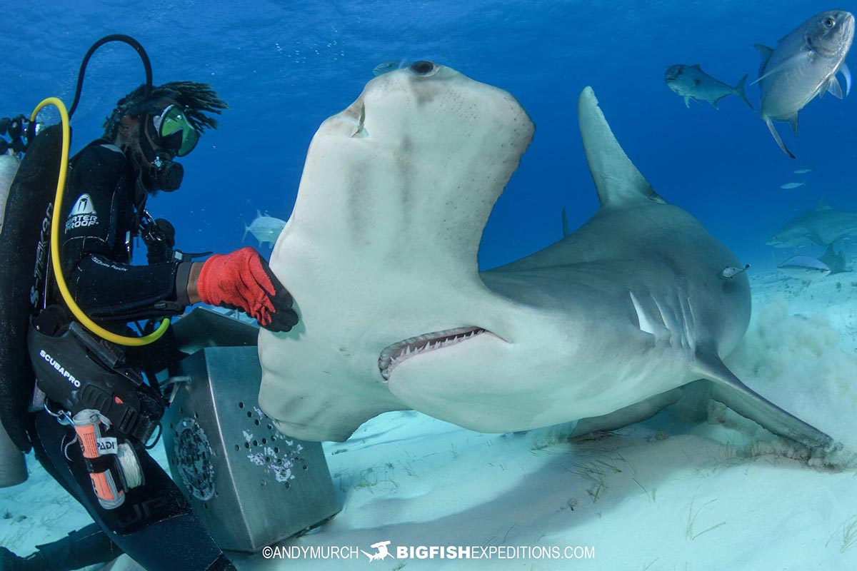 Hammerhead shark feed in the Bahamas.
