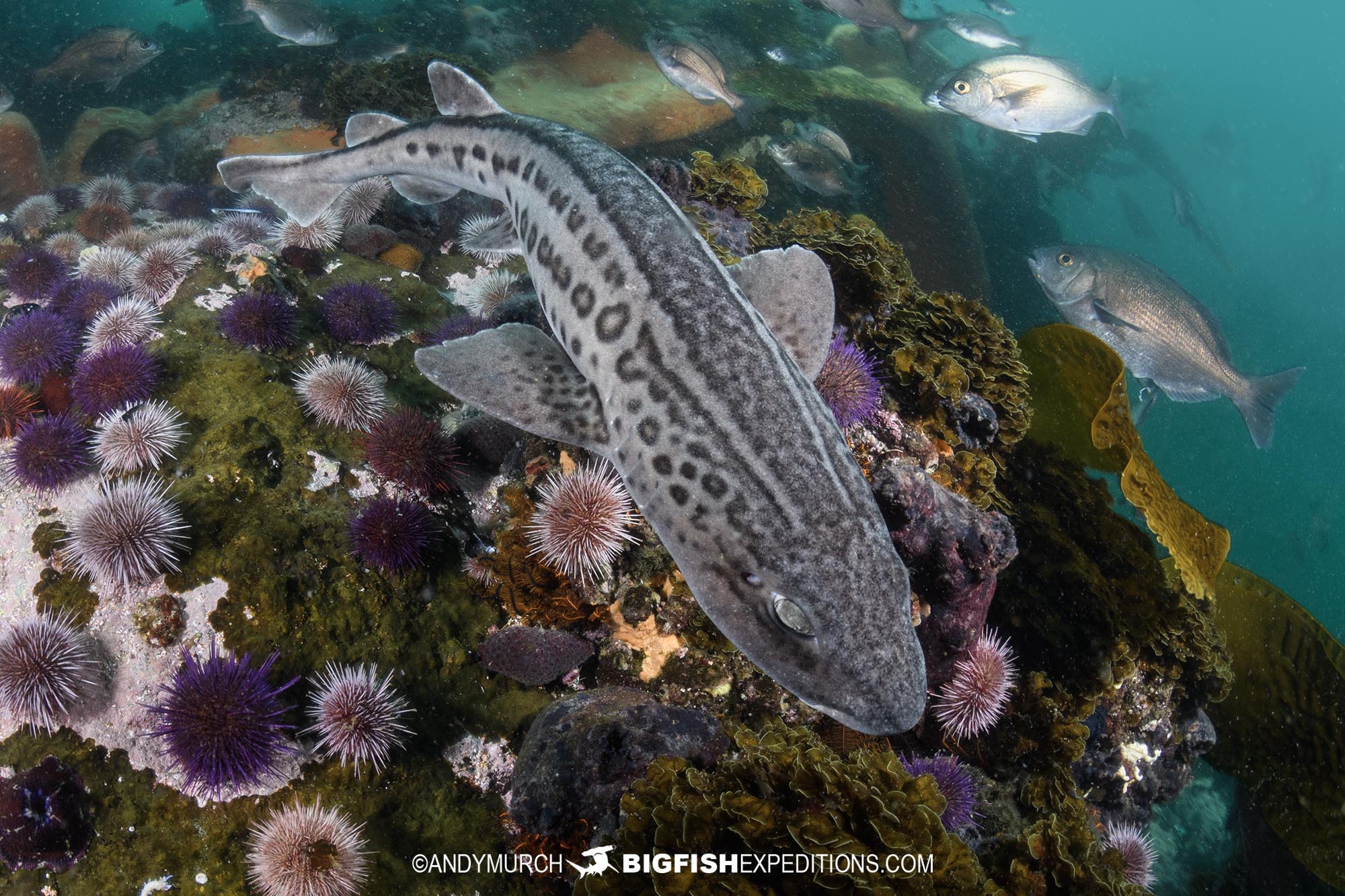 Diving with leopard catsharks in South Africa.