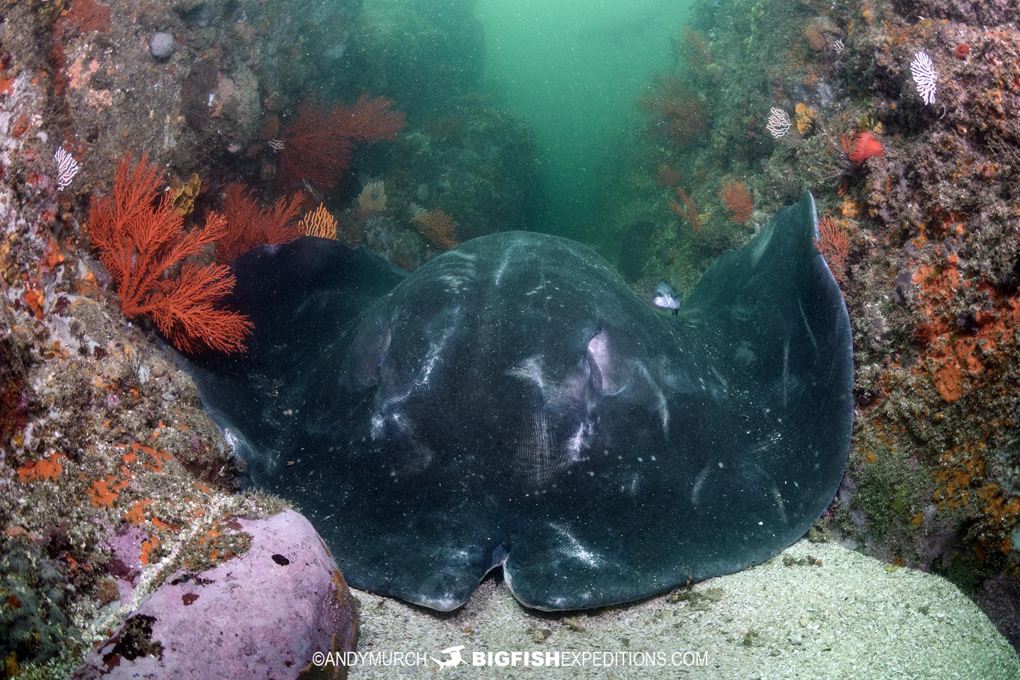 Diving with a massive shorttail stingray in South Africa.
