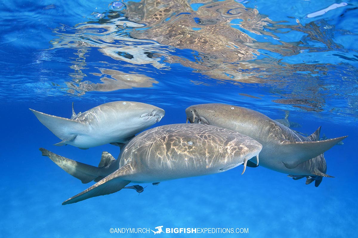 Nurse shark photo shoot in Bimini, Bahamas.