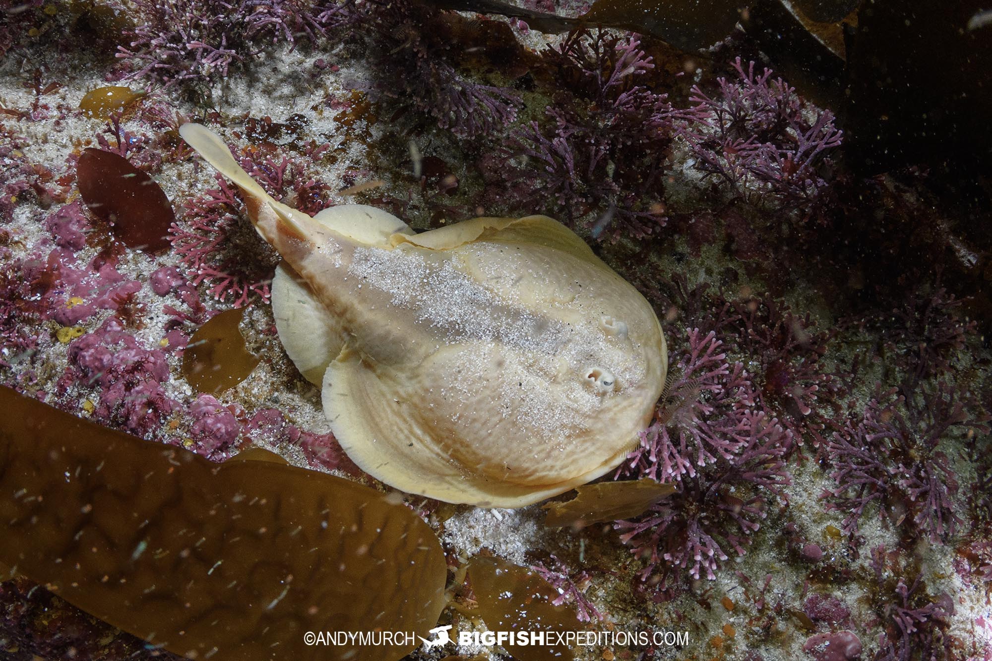 Onefin Electric Ray in False Bay, South Africa.