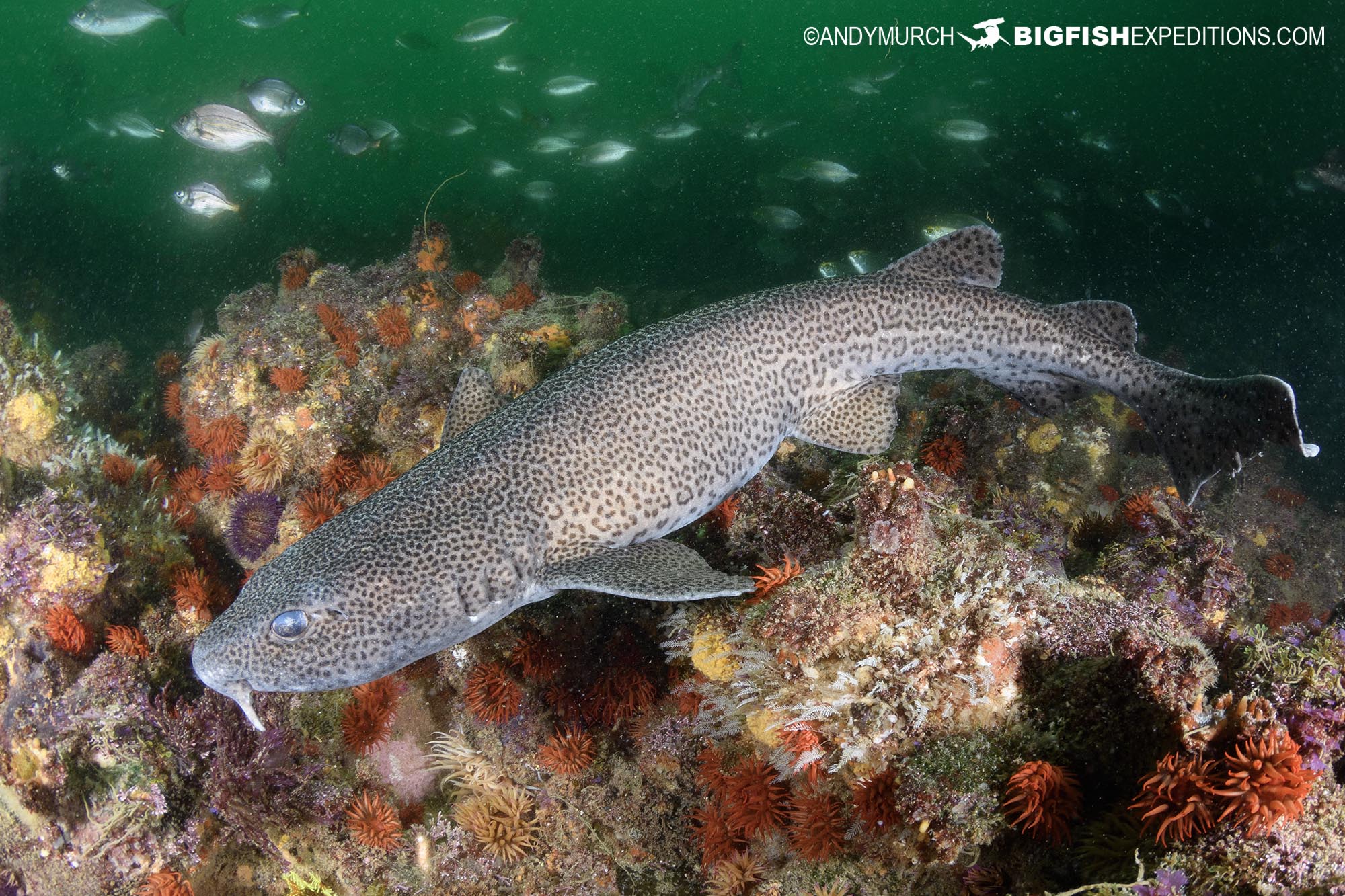 Port Elizabeth pyjama catshark.