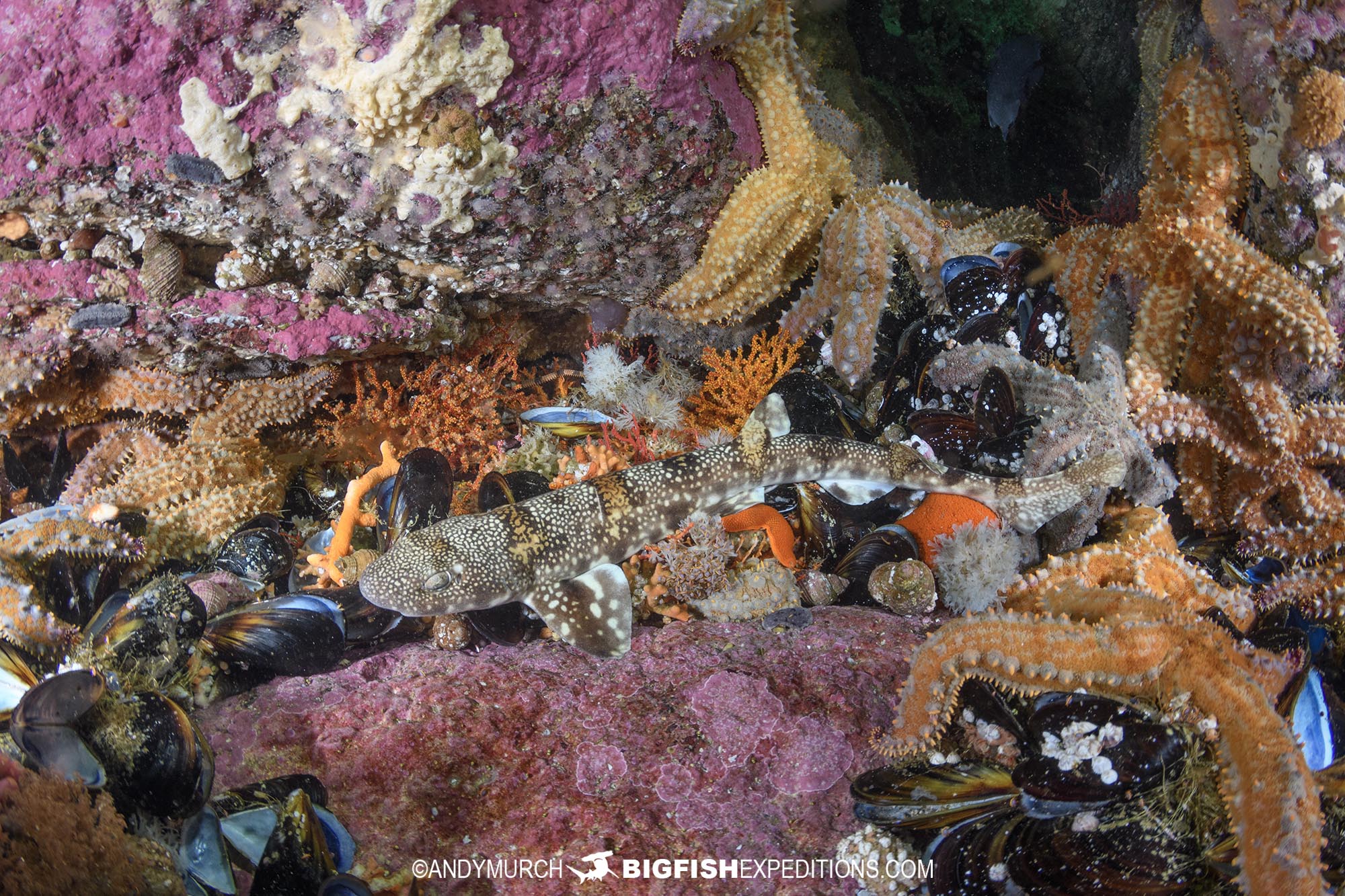 Puffadder Shyshark dive in South Africa.