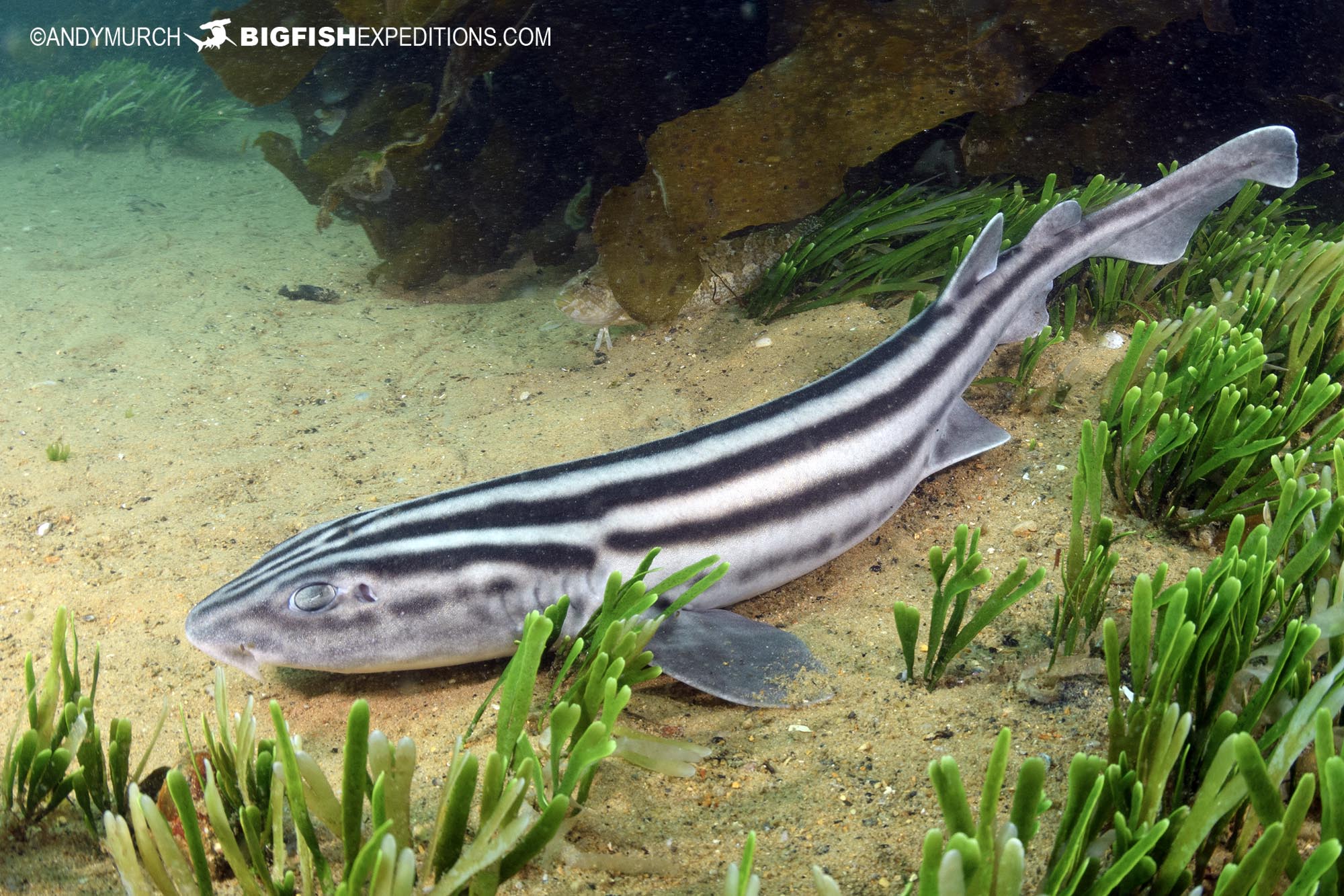 Pyjama catshark dive in False Bay, South Africa.