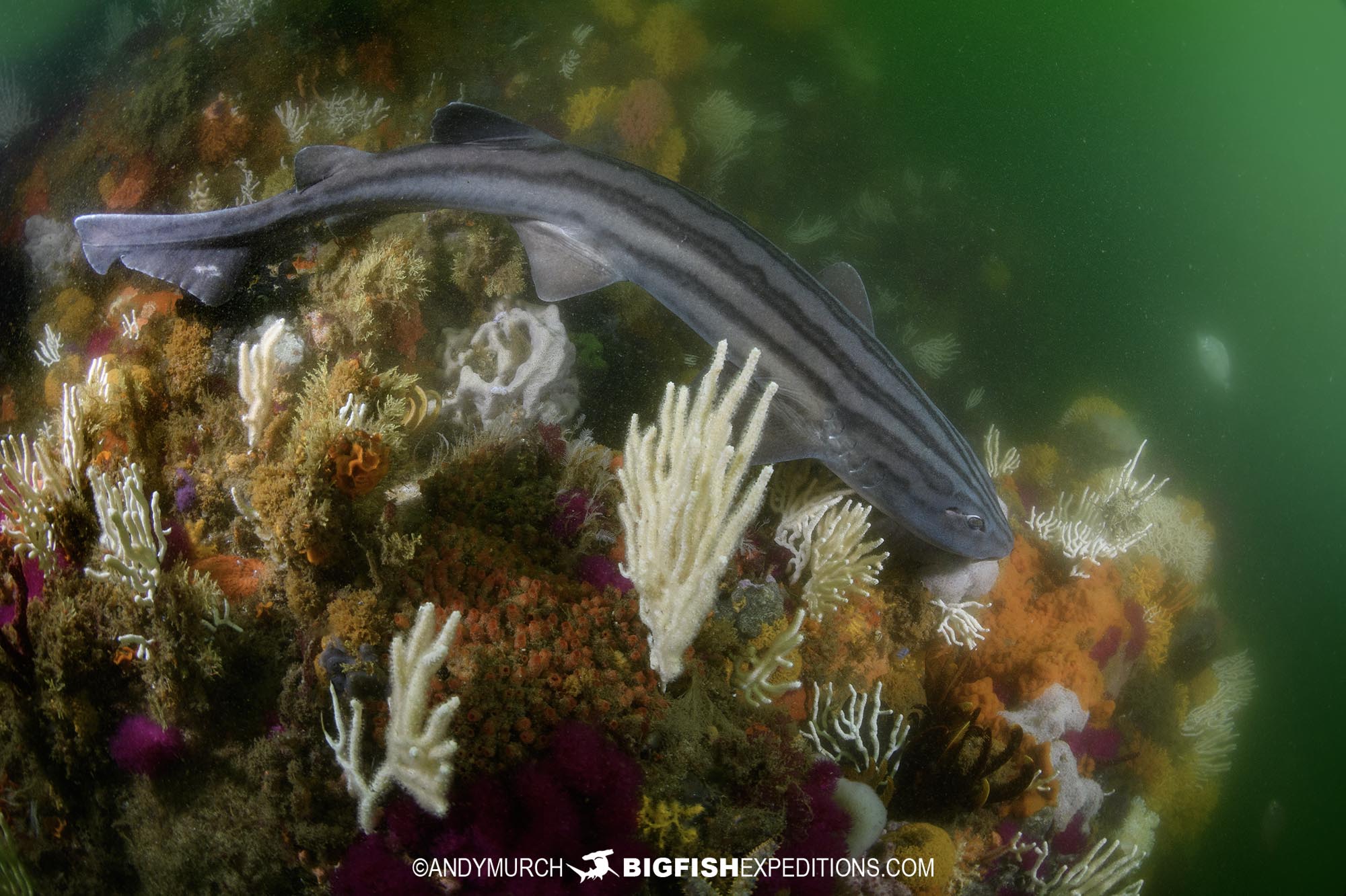 Pyjama Catshark diving in PLettenberg Bay on our South African Shark Safari.