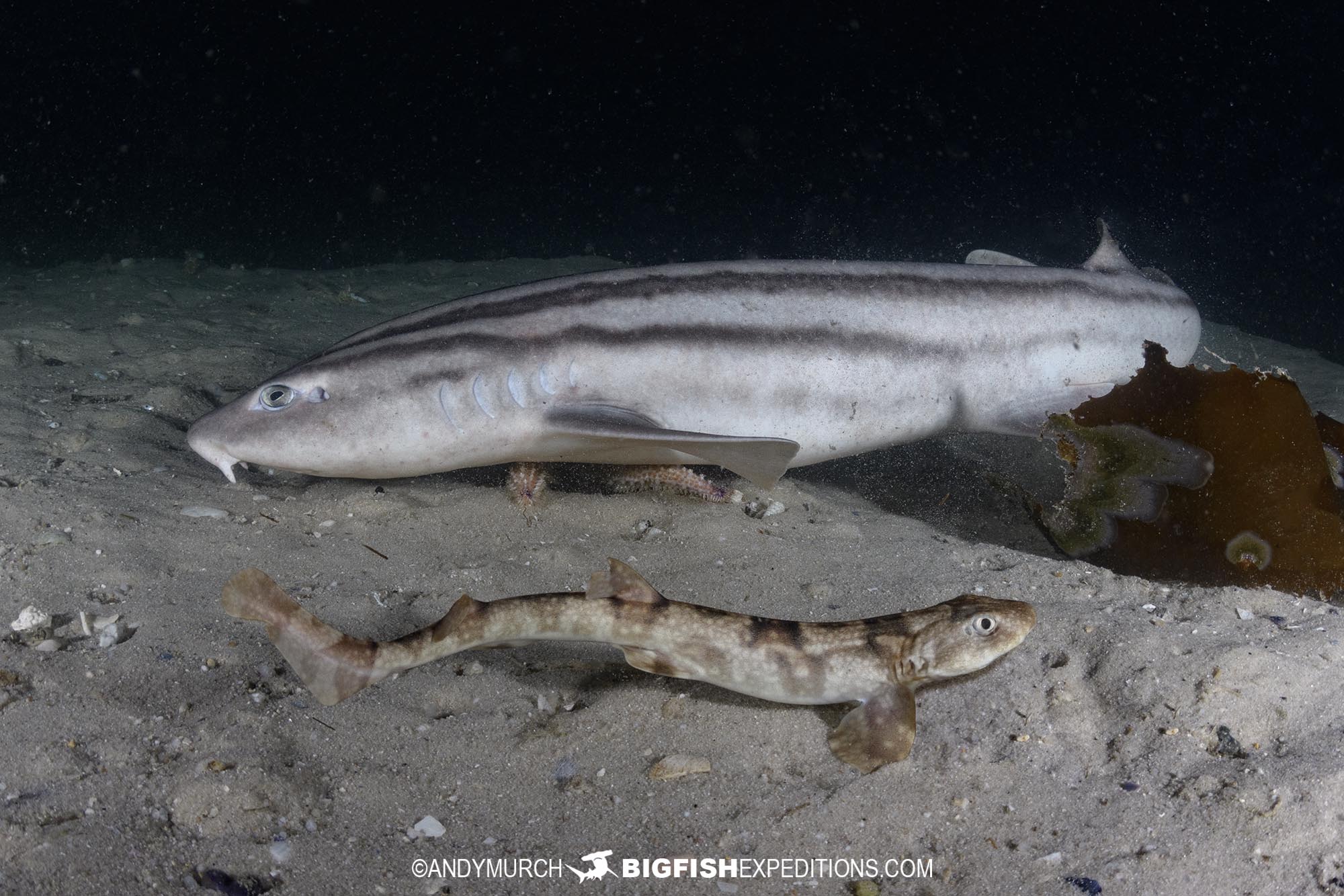 Night diving with baby catsharks in South Africa.