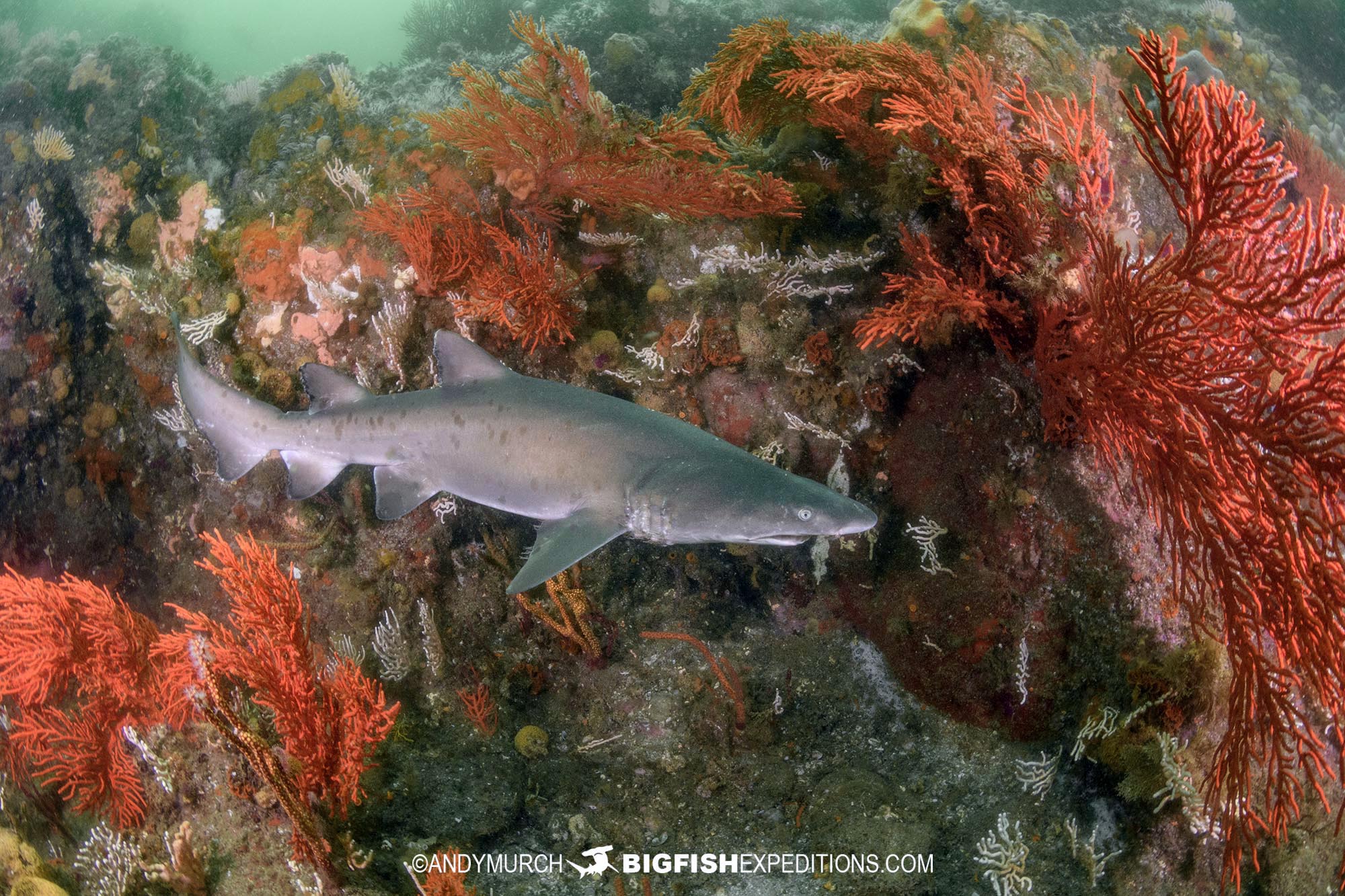 Raggedtooth Shark on our Shark Safar in South Africa.