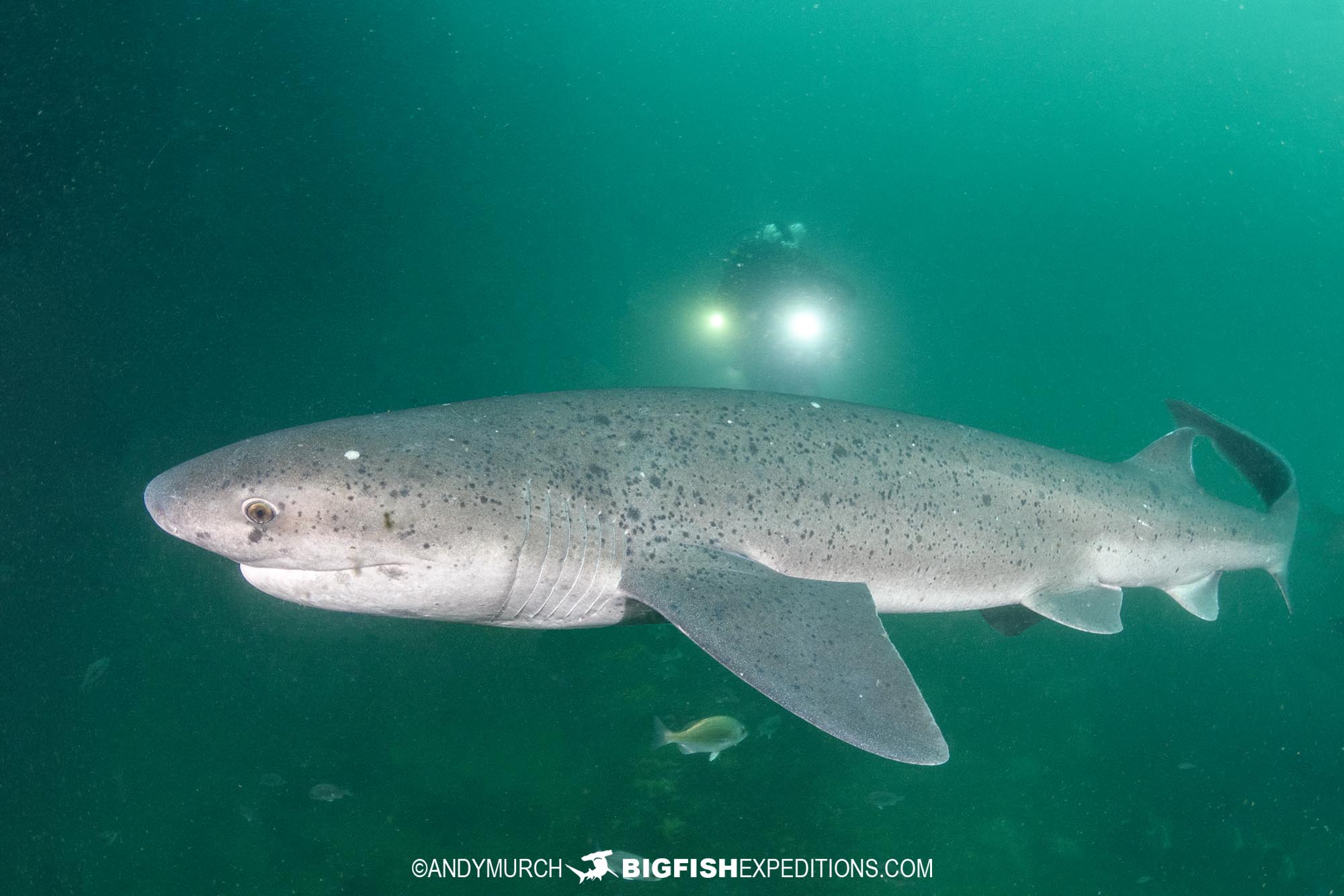 Sevengill shark dive in False Bay, South Africa.