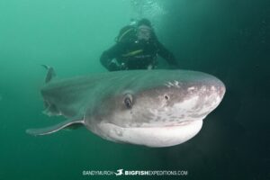Sevengill Shark dive in False Bay, South Africa.