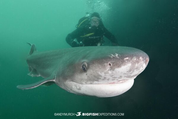 Sevengill Shark dive in False Bay, South Africa.
