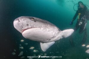 Sevengill shark dive in False Bay, South Africa.