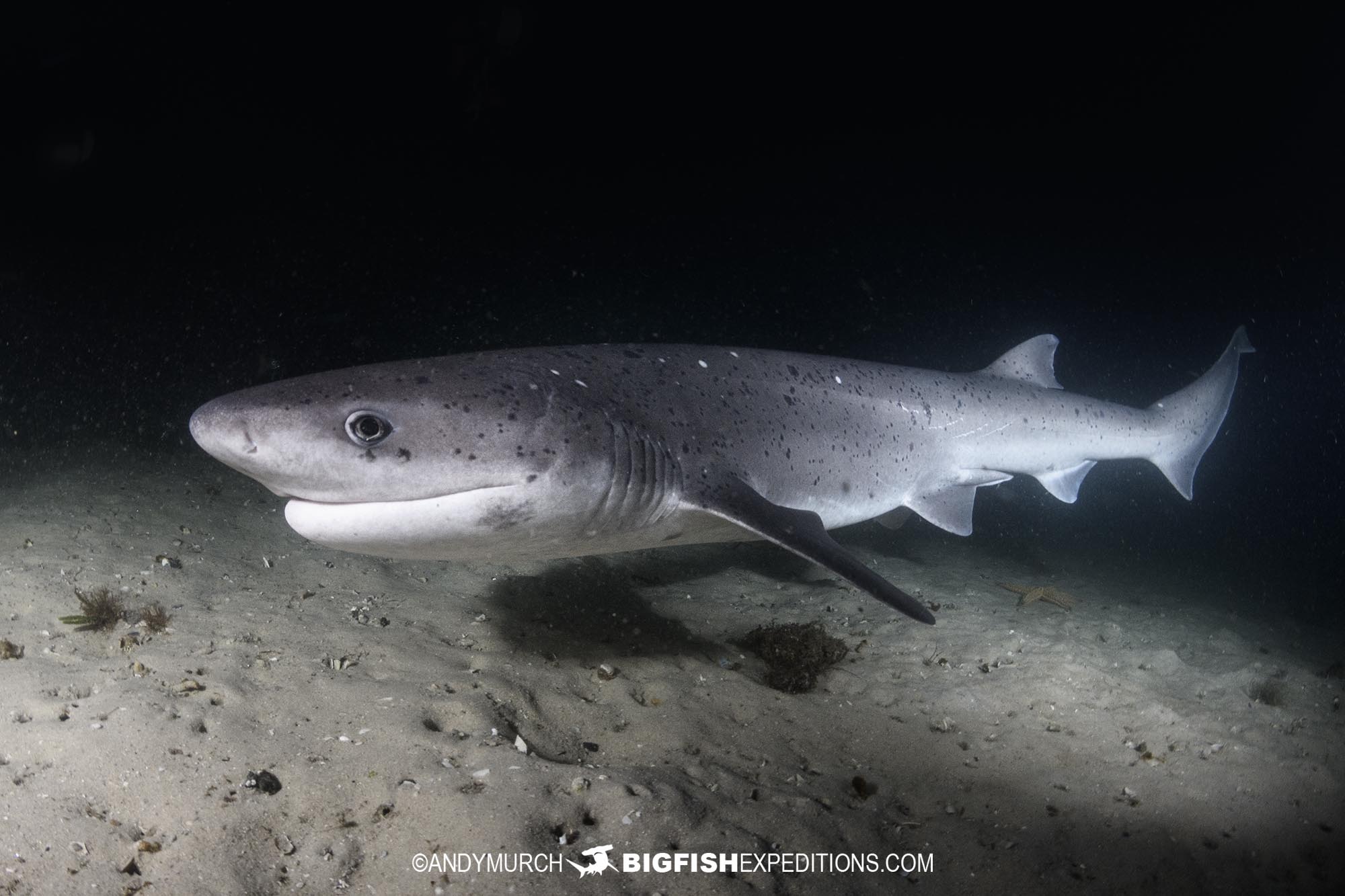 Sevengill shark night dive.