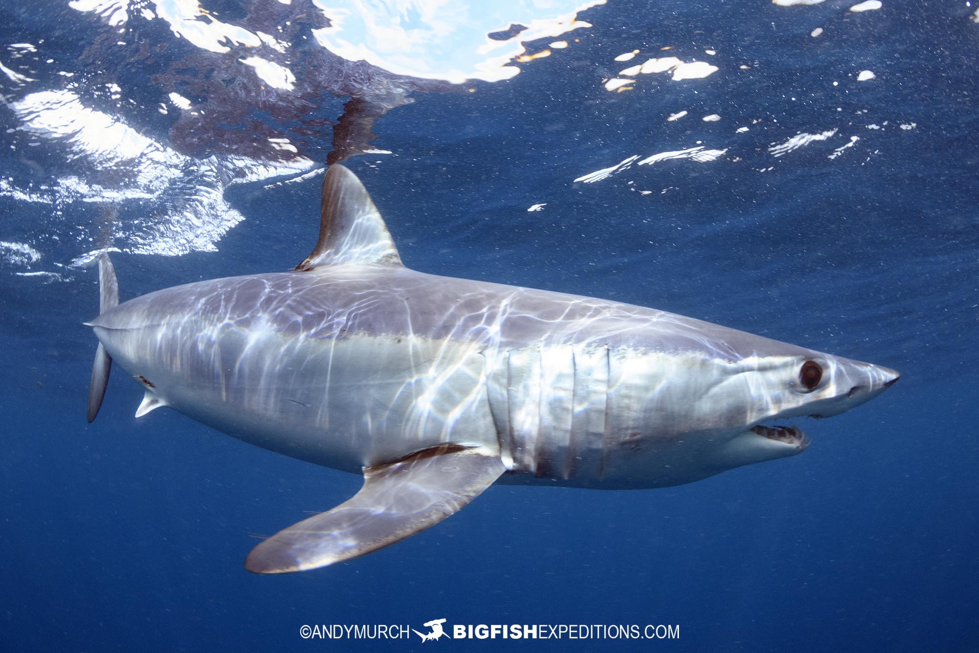 Diving with mako sharks in South Africa.