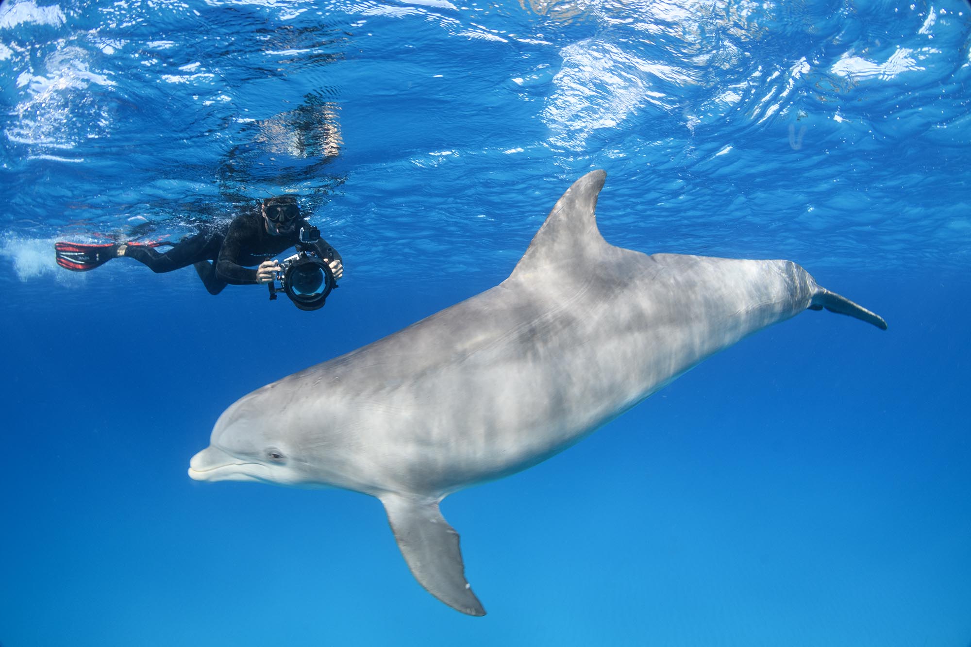 Snorkeling with dolphins in Bimini.