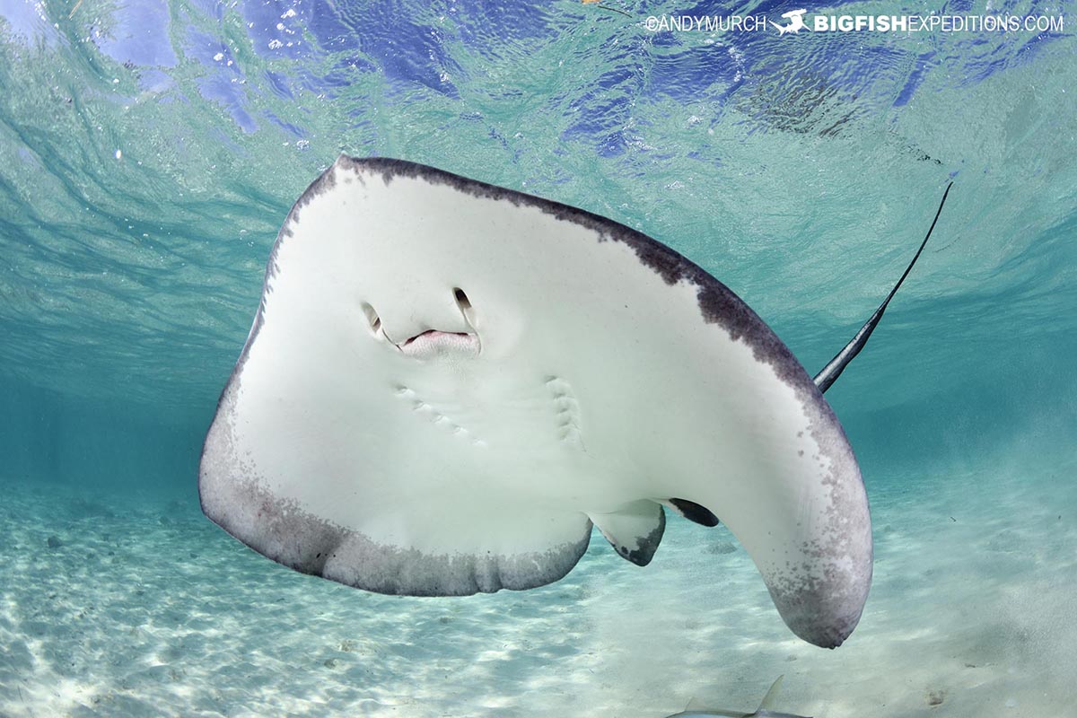 Southern stingray.