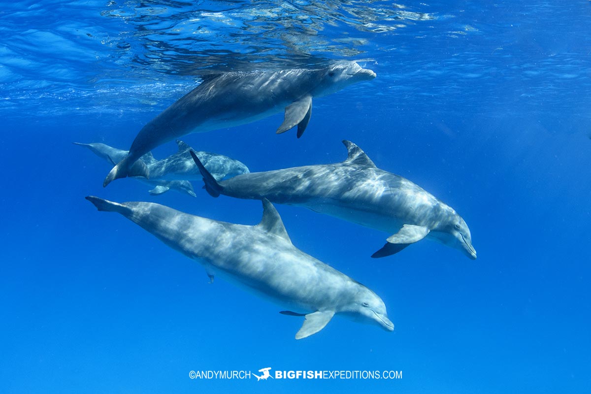 Swimming with dolphins in Bimini.