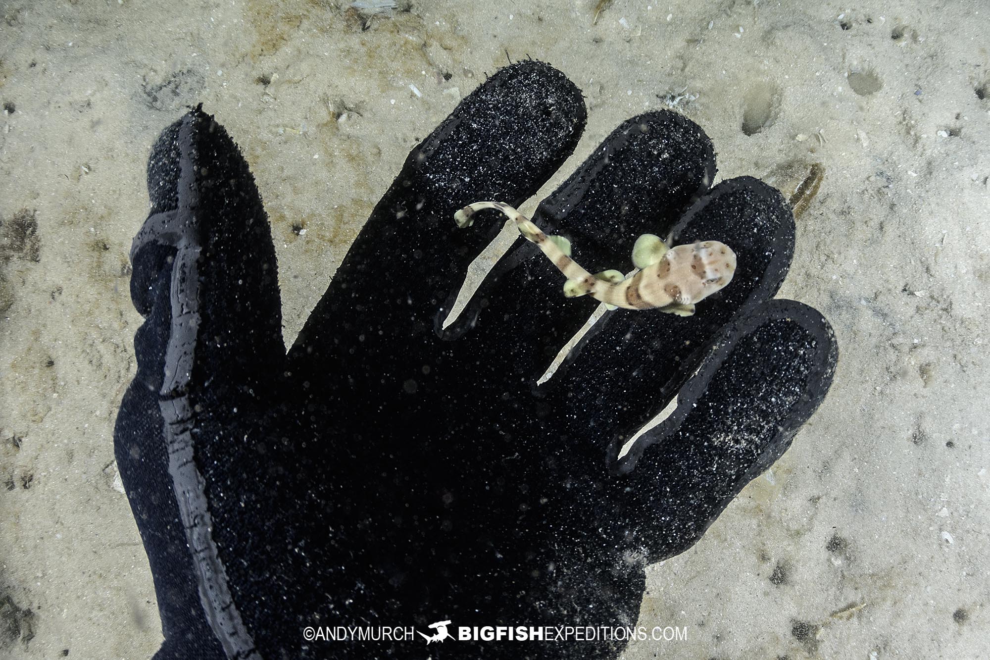 Tiger Catshark pup in South Africa.