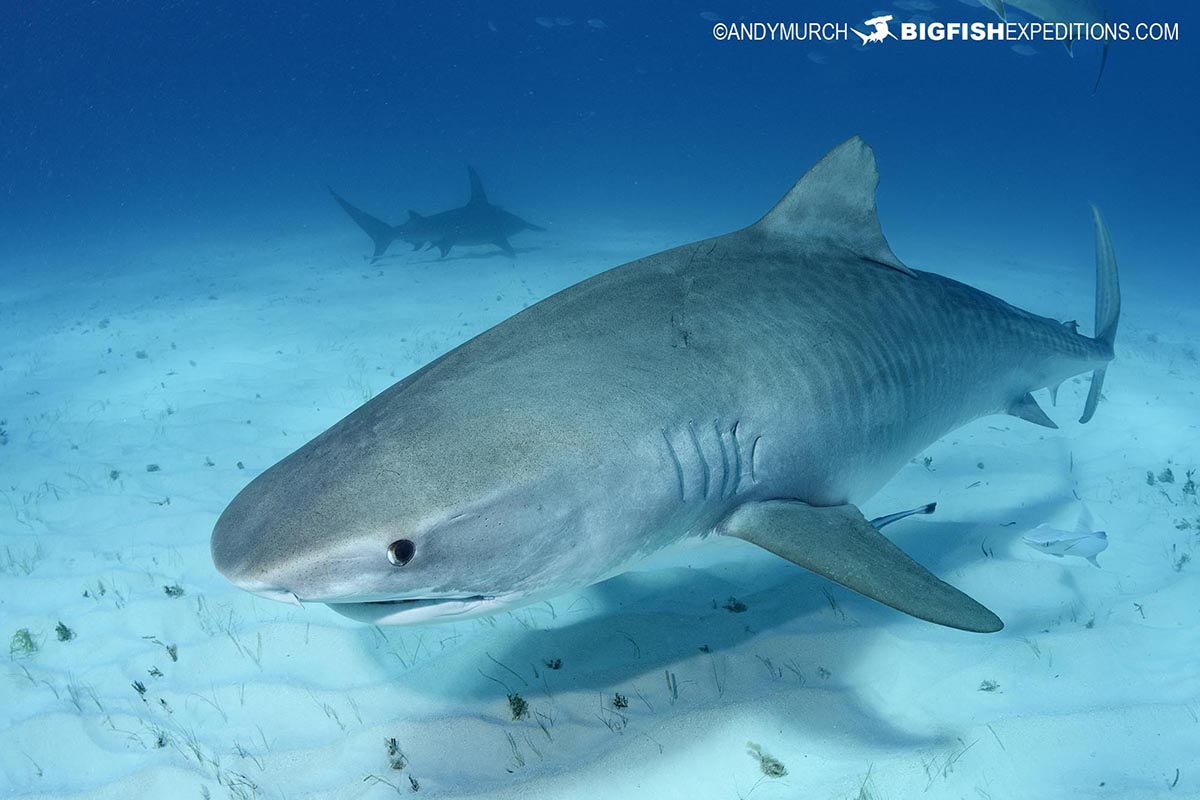 Diving with tiger sharks and hammerheads in the Bahamas.