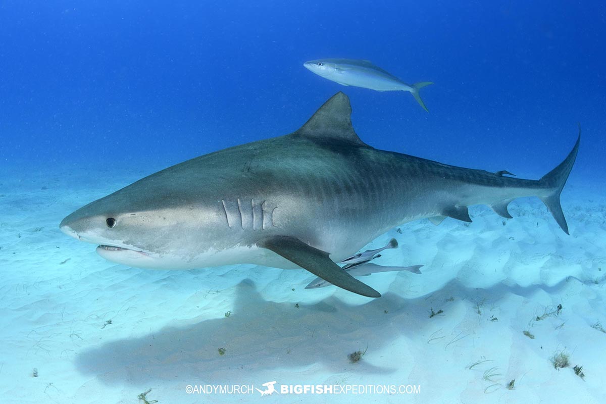 Diving with tiger sharks and great hammerheads in Bimini Island in the Bahamas.