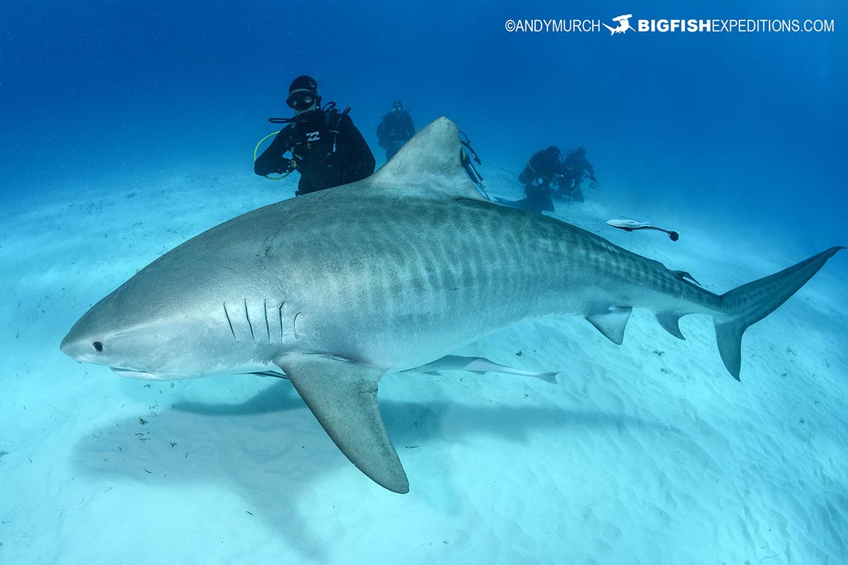 Tiger shark diving in Bimini, Bahamas.