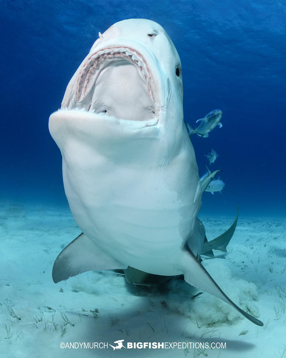 Tiger and Great hammerhead shark diving in the Bahamas.