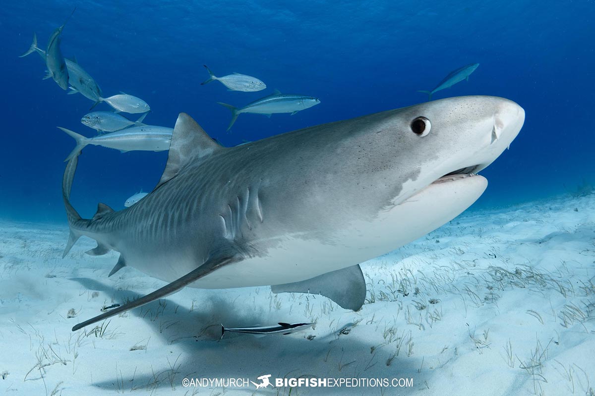 Diving with tiger sharks and great hammerheads in Bimini Island in the Bahamas.