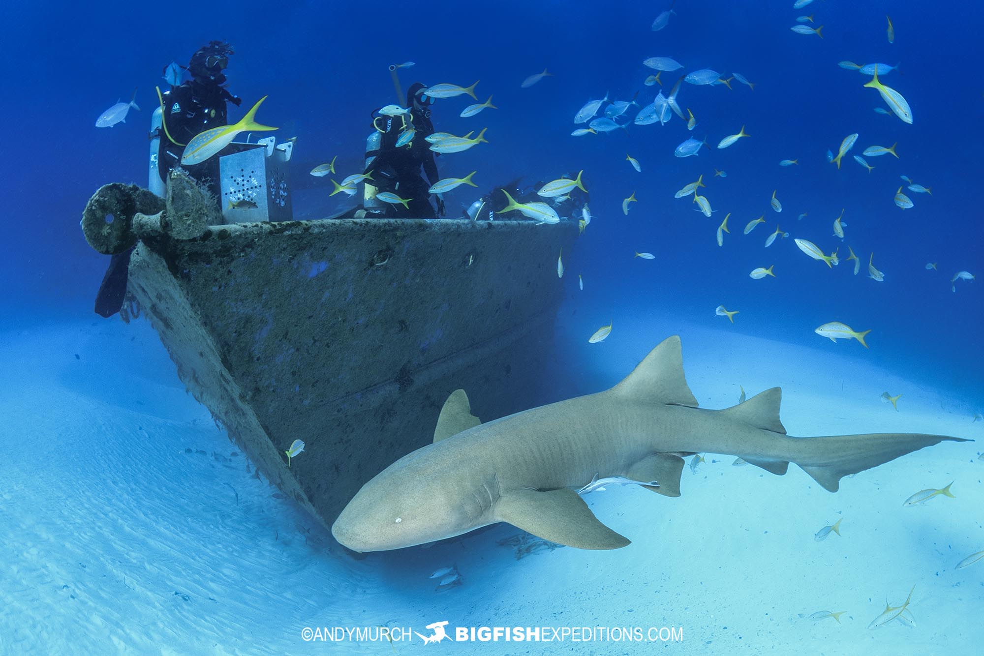 Wreck dive with sharks in Bimini, Bahamas.