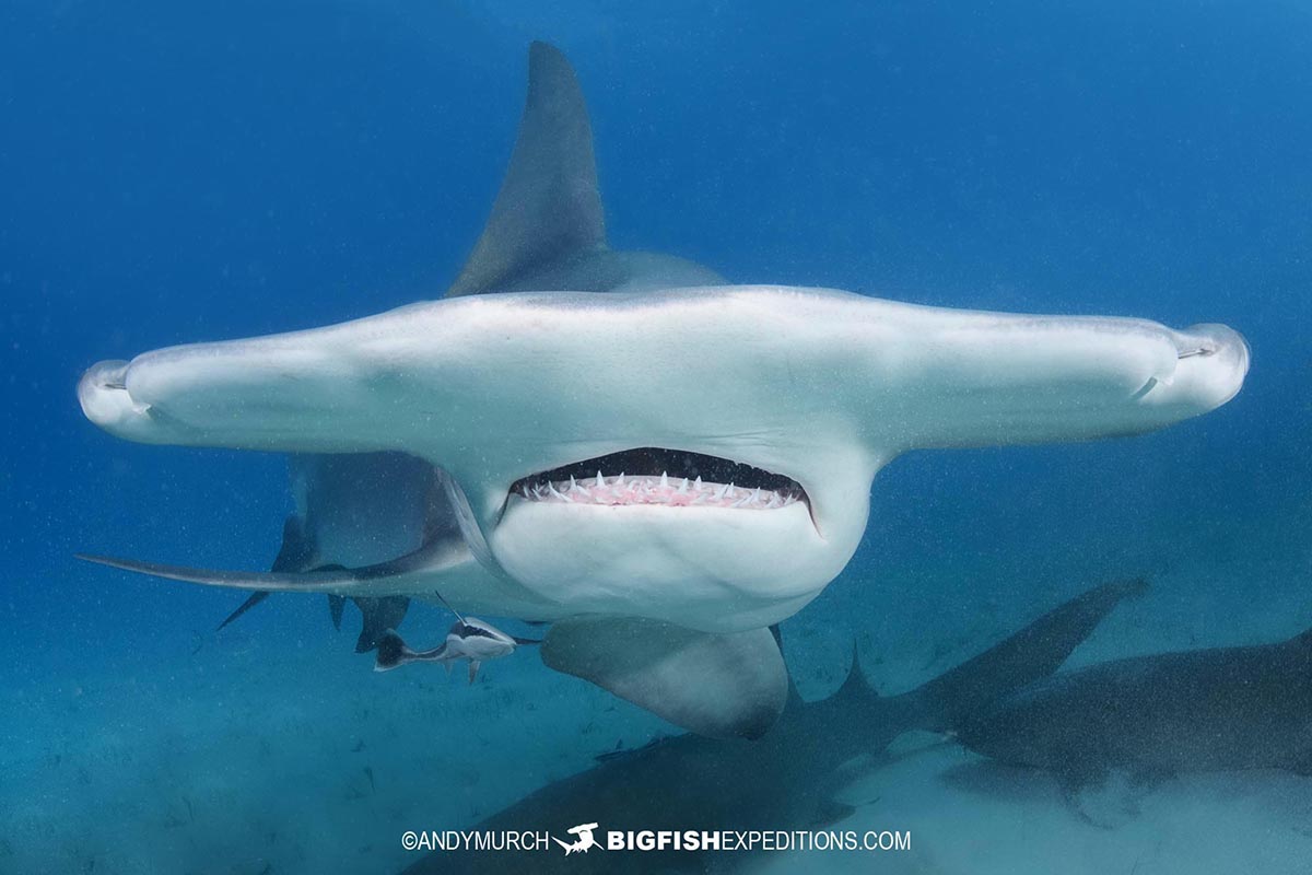 Great hammerhead shark diving in Bimini.