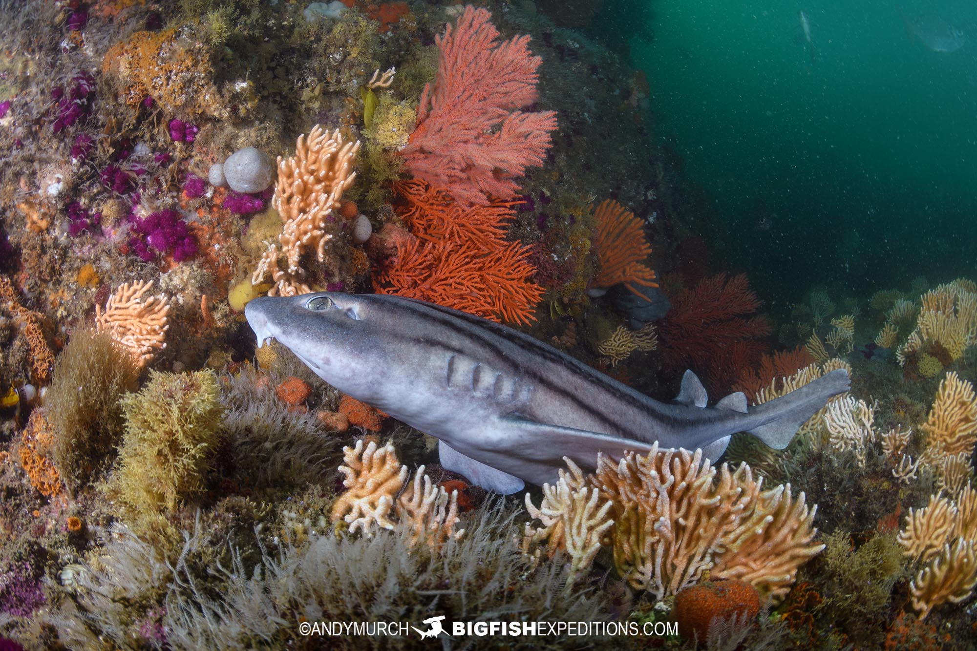 Pyjama Catshark in Port Elizabeth. South Africa Shark Safari.