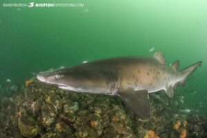 Raggedtooth Shark in Port Elizabeth. South Africa Shark Safari.