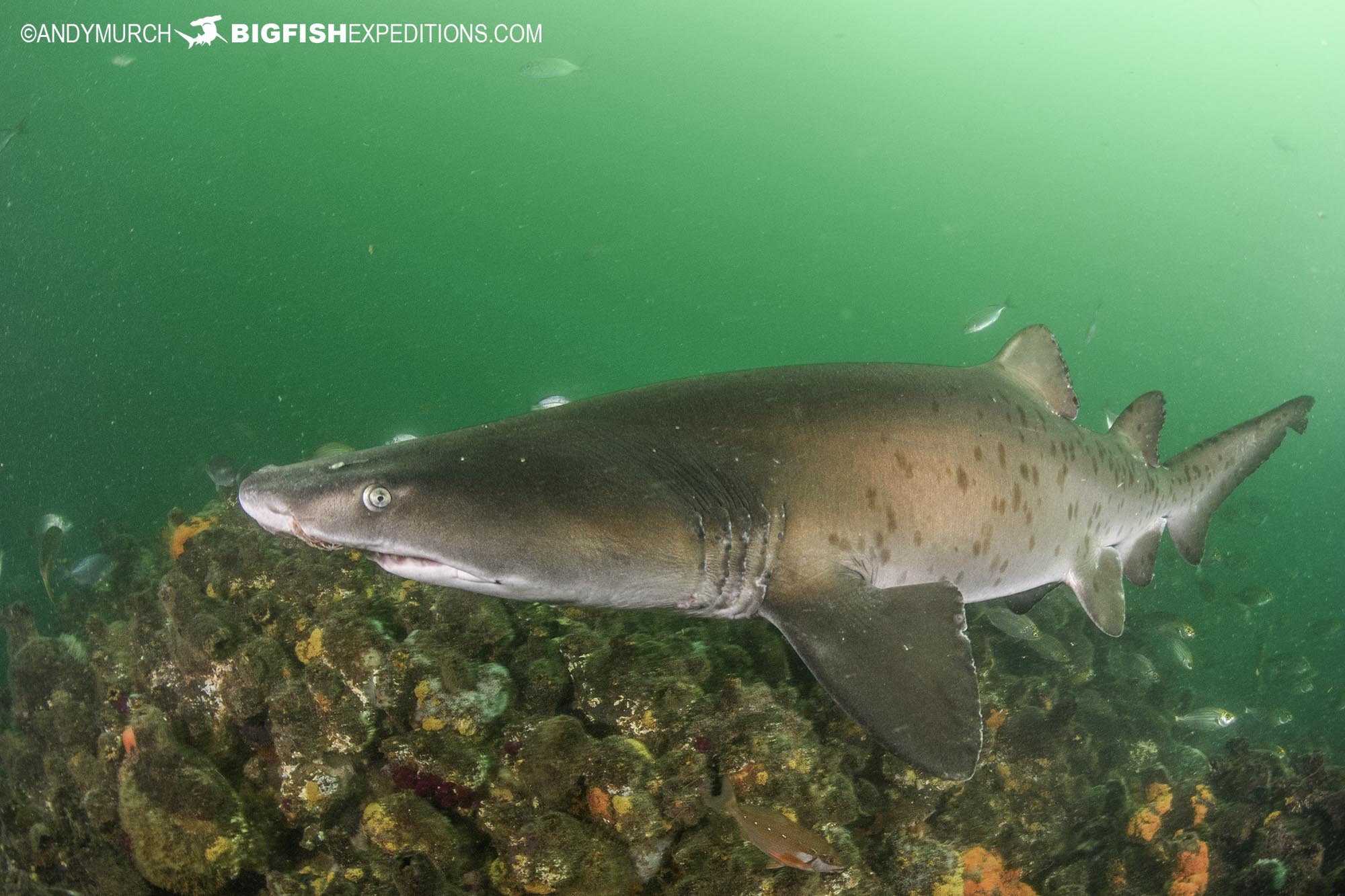 Raggedtooth Shark in Port Elizabeth. South Africa Shark Safari.