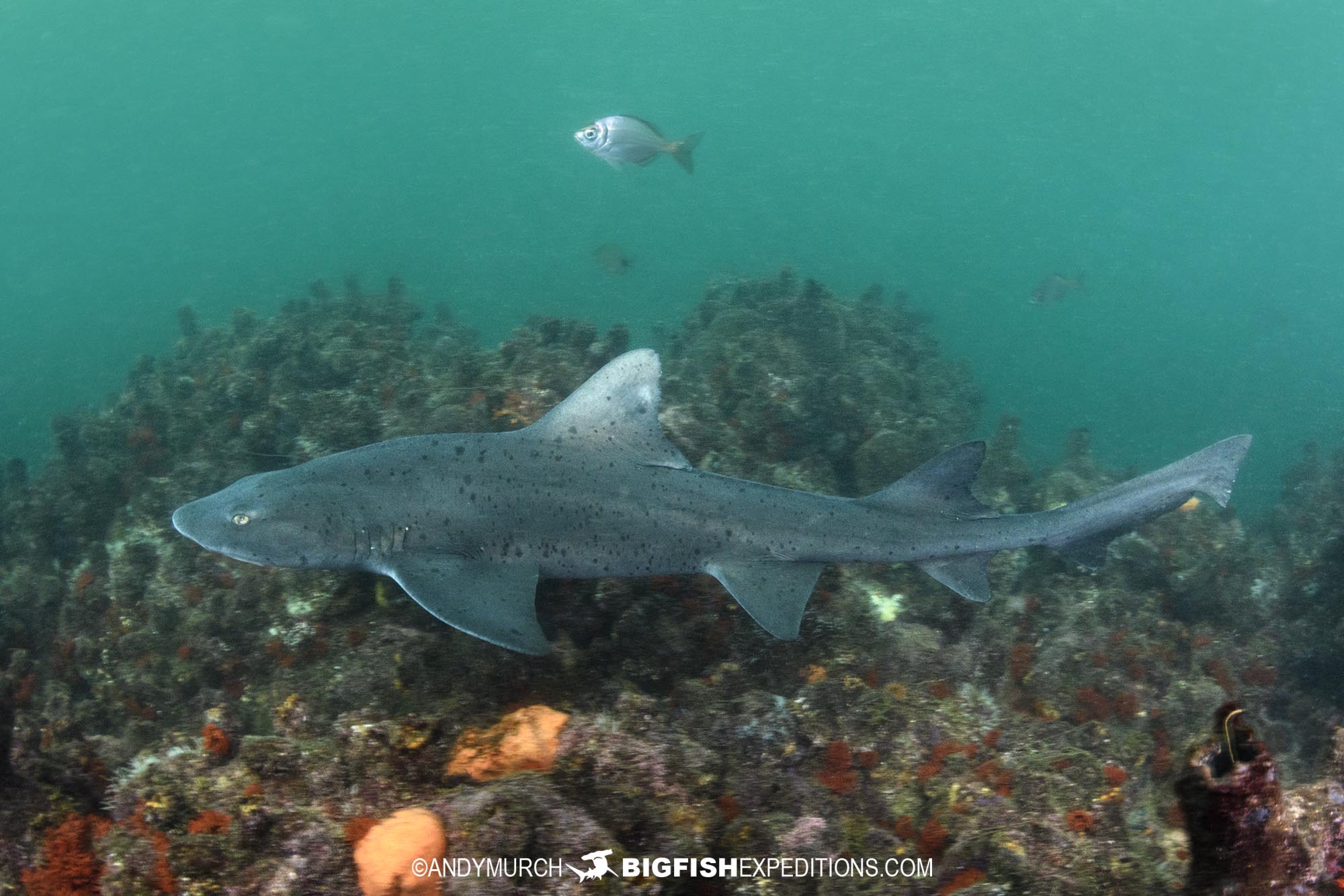 Spotted Gully Shark in Port Elizabeth. South Africa Shark Safari.