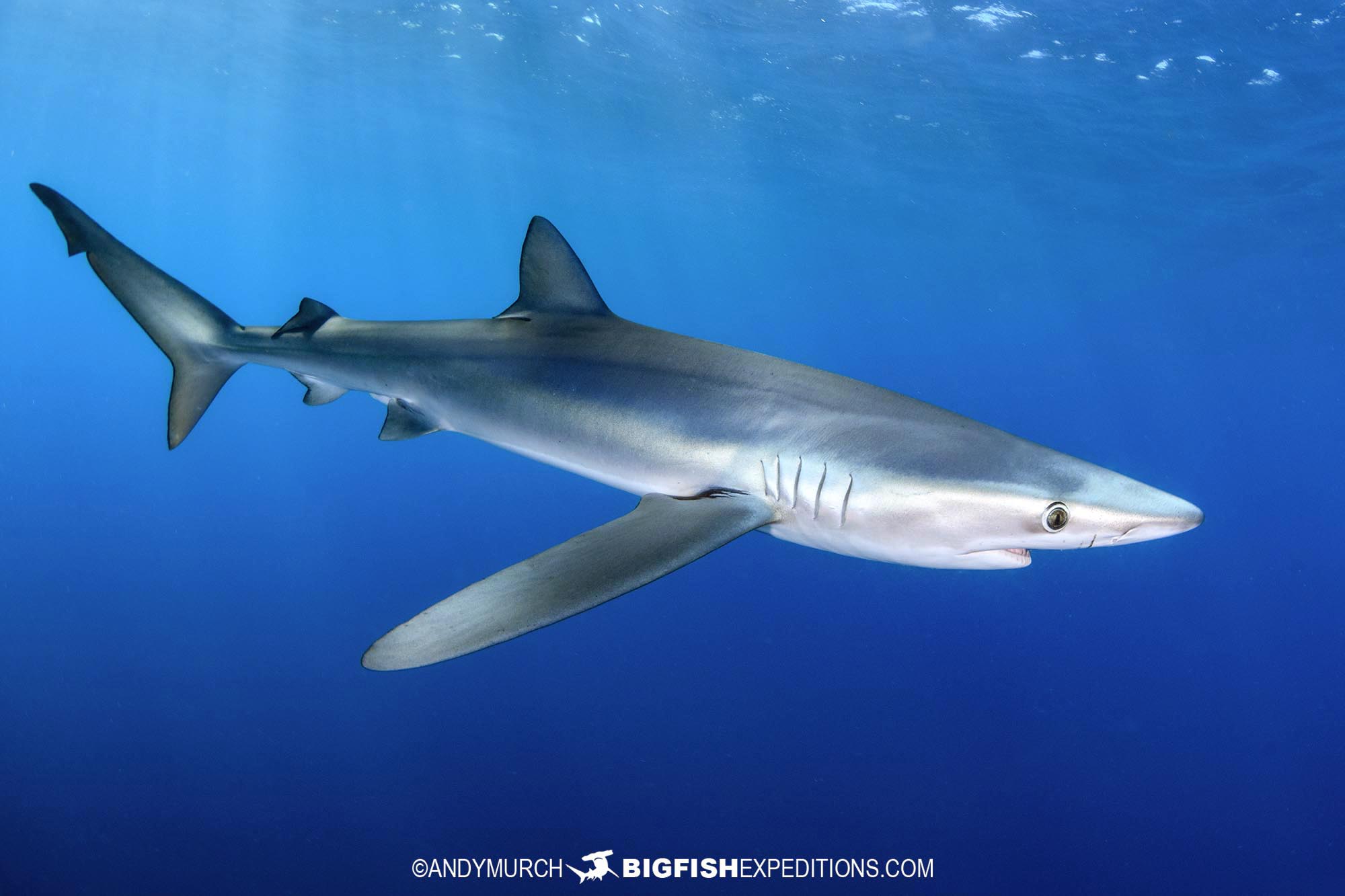 beautiful blue shark in Mexico.