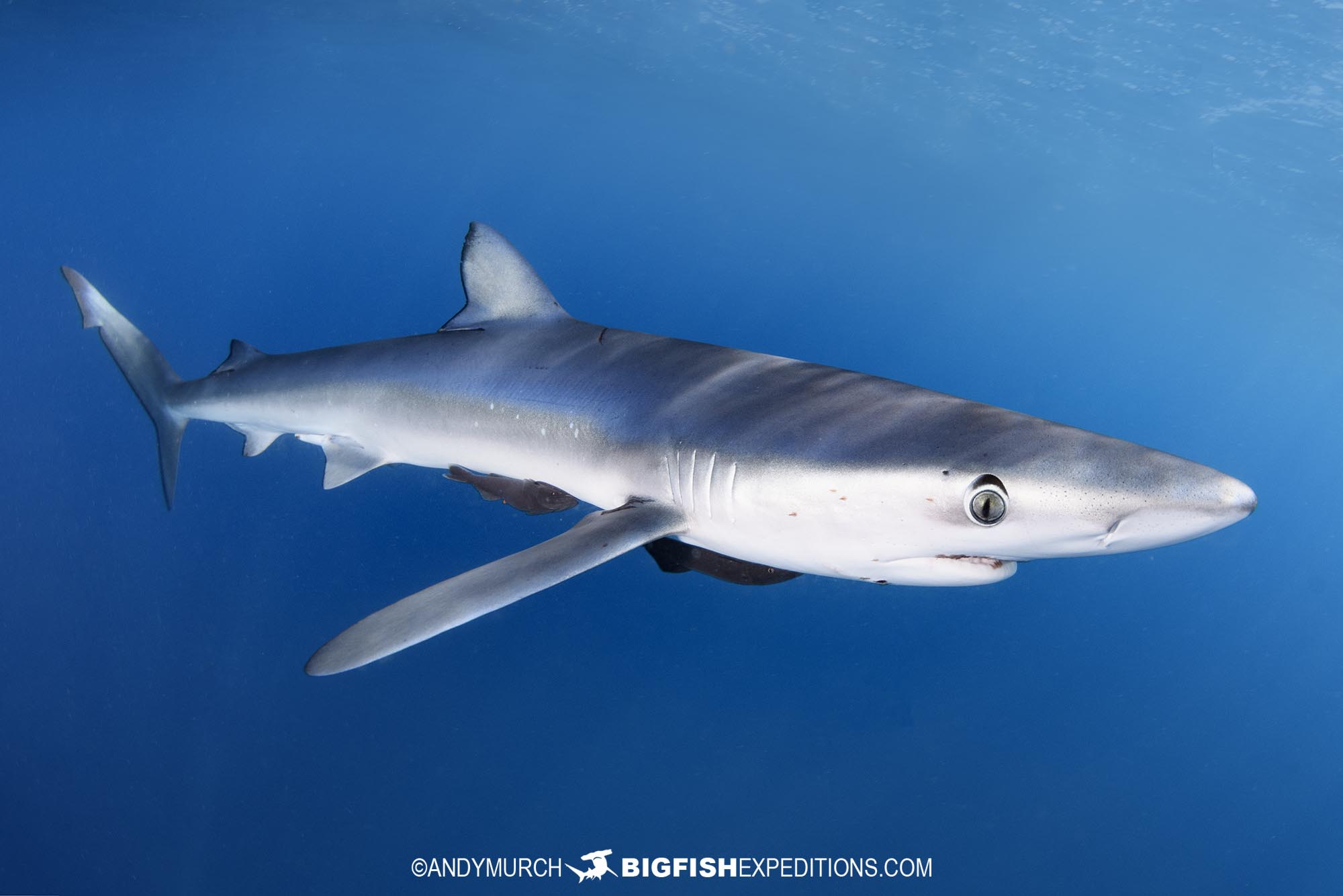 Snorkeling with blue and mako sharks in Mexico.