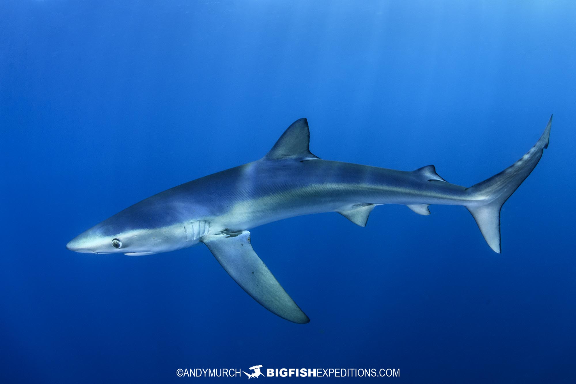 Snorkeling with blue and mako sharks in Mexico.