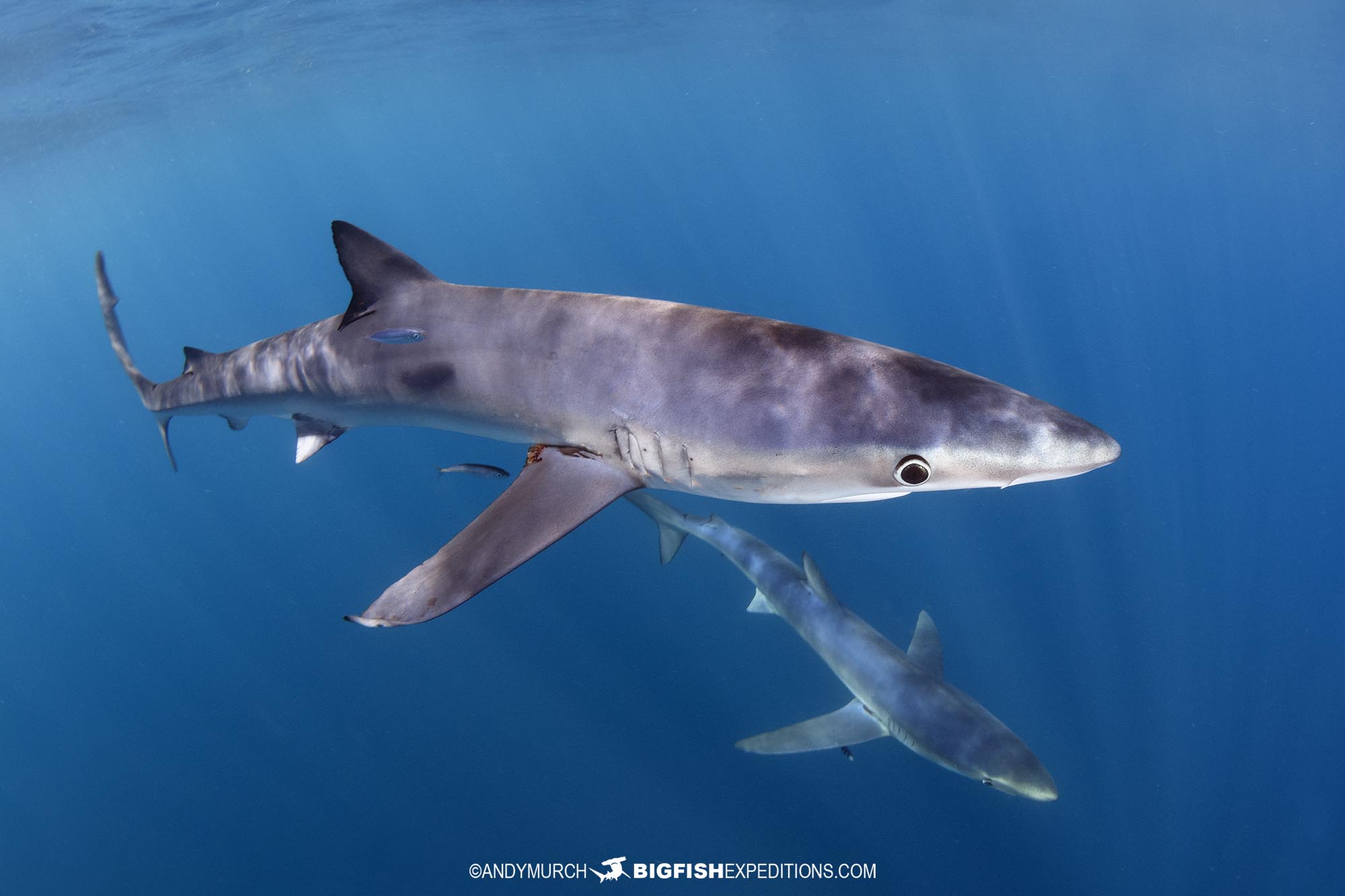 Snorkeling with blue and mako sharks in Mexico.