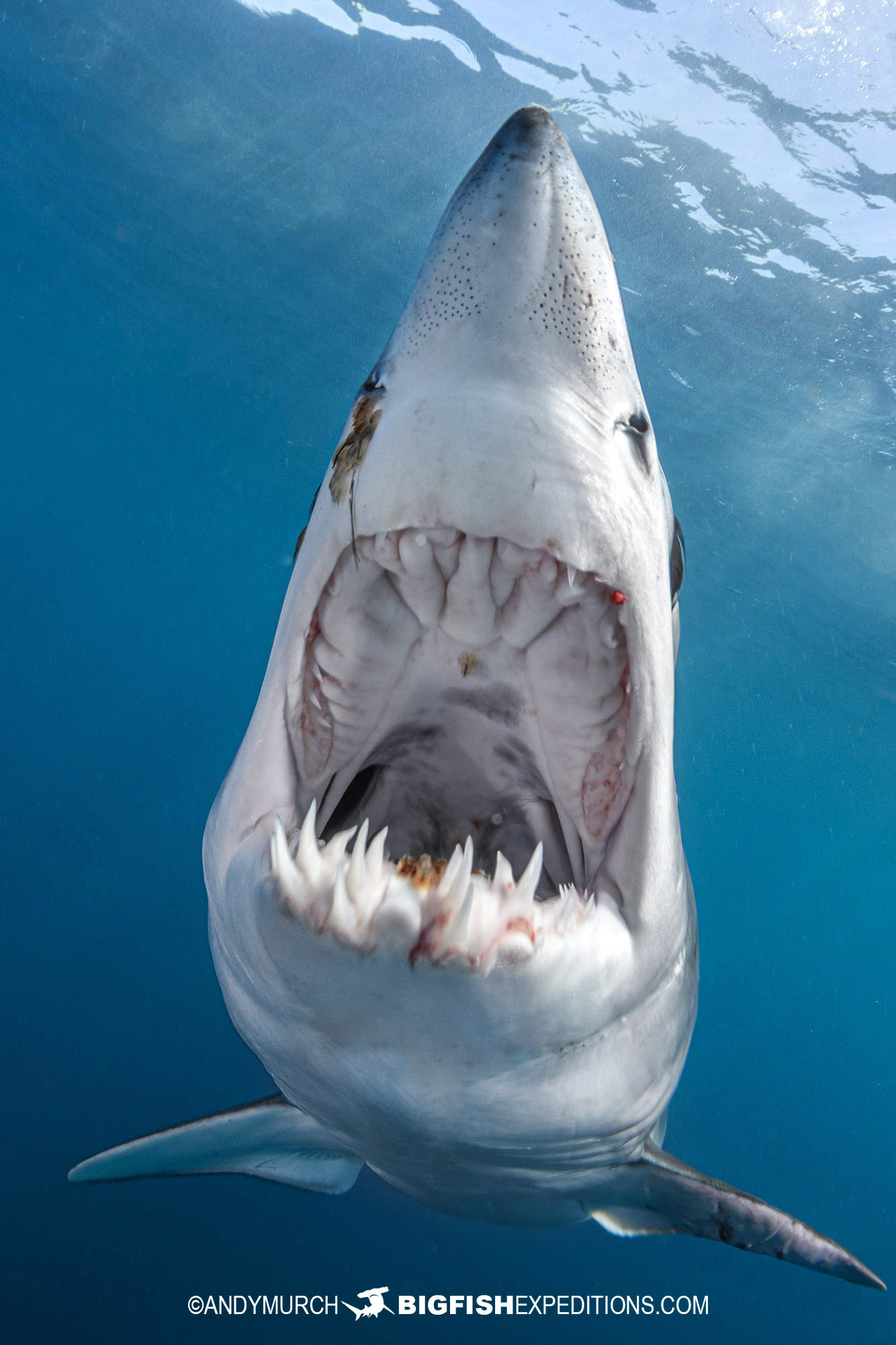 Mako shark photography and snorkelling tour in Baja, Mexico.