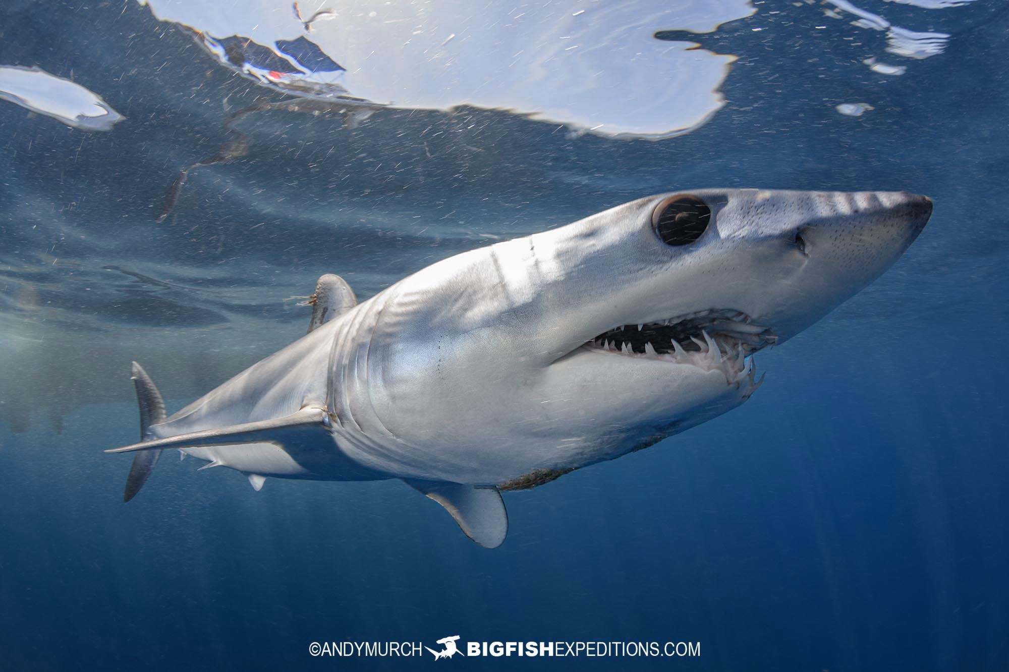 Mako shark diving trip.