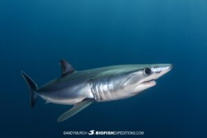 Mako shark photography tour.