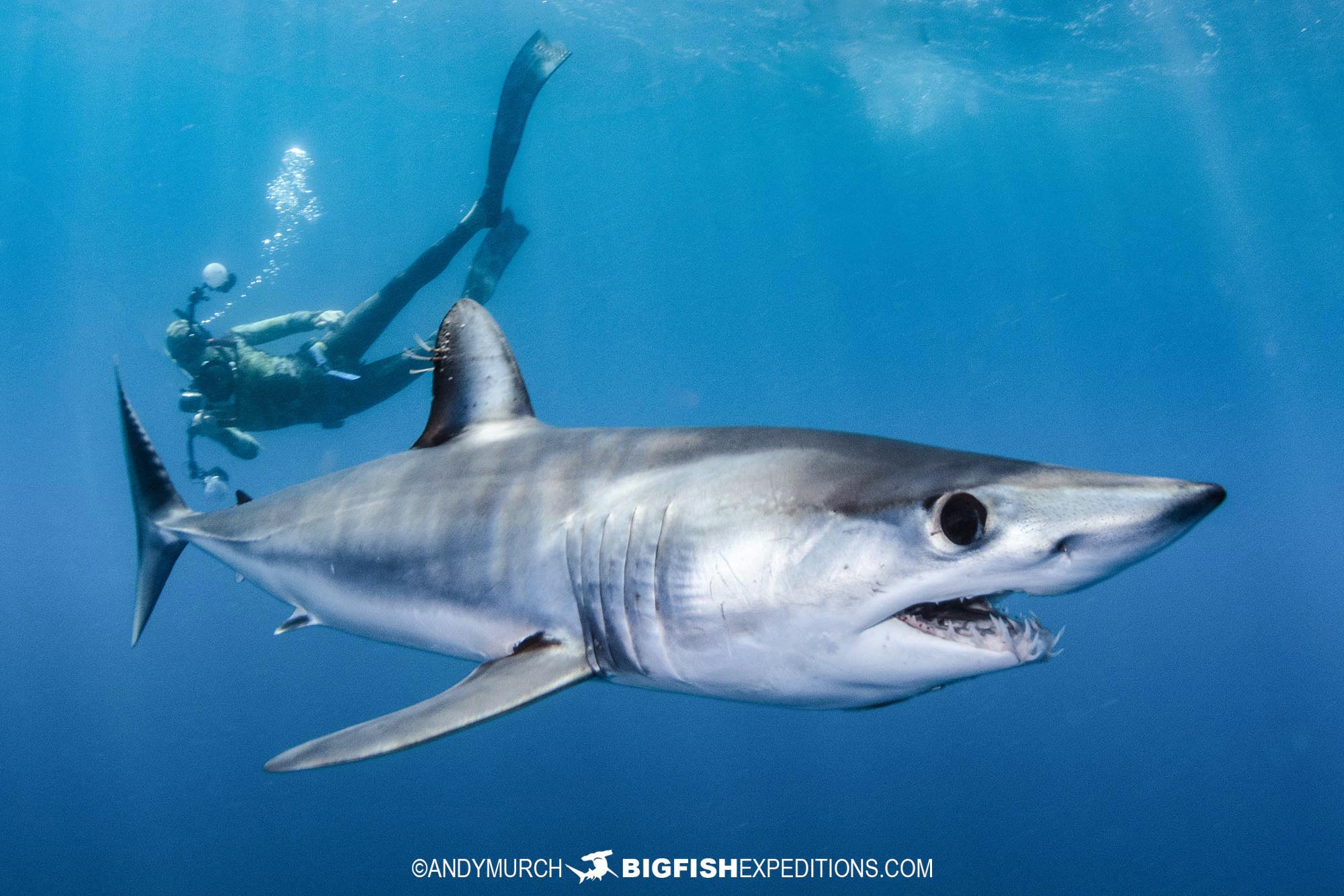 Mako Shark Photography and Snorkeling Tour 2024.