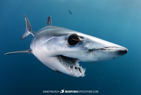 Shortfin Mako Shark Photography Tour in Baja, Mexico.