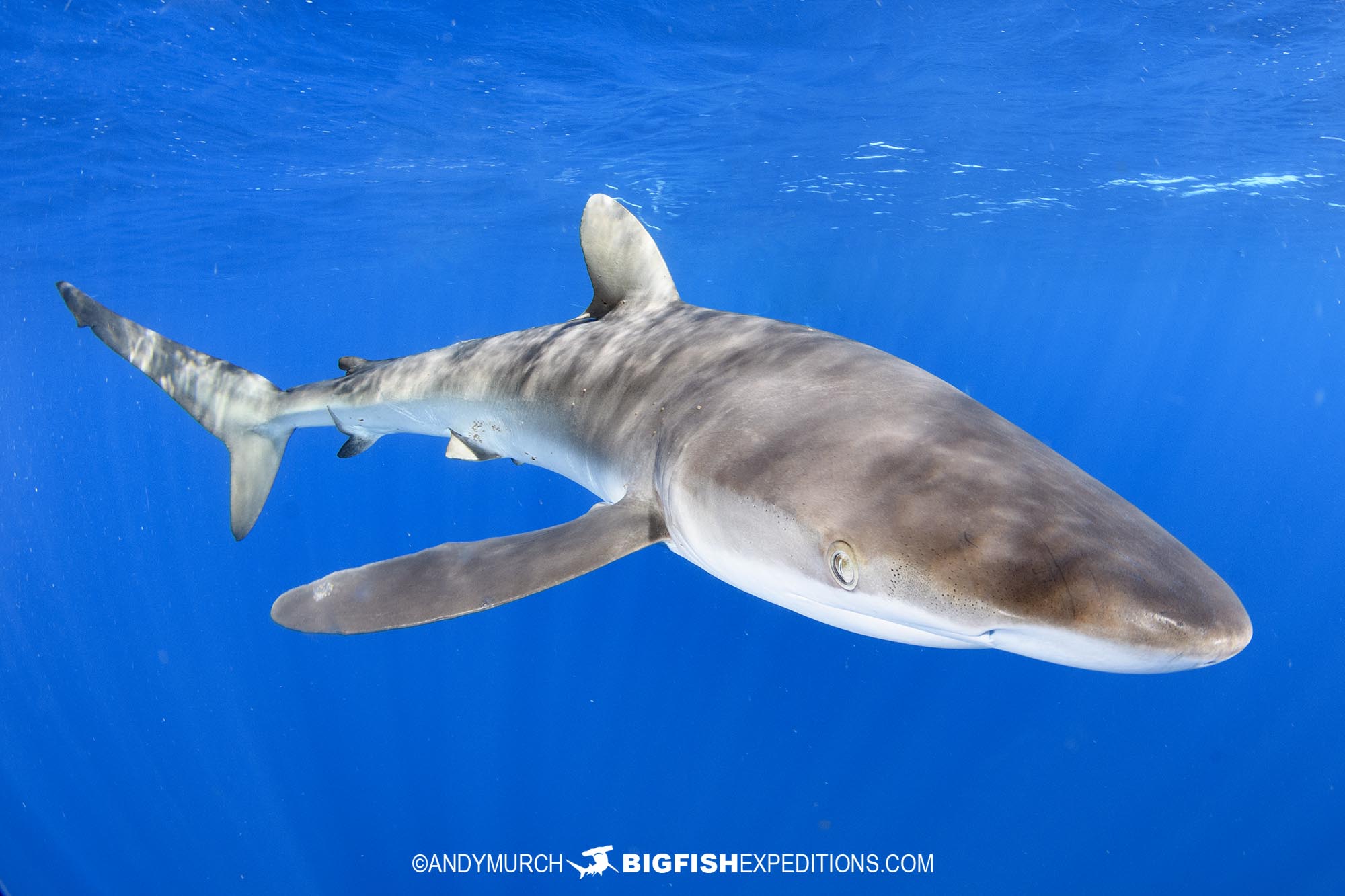 Snorkelling with silky sharks.
