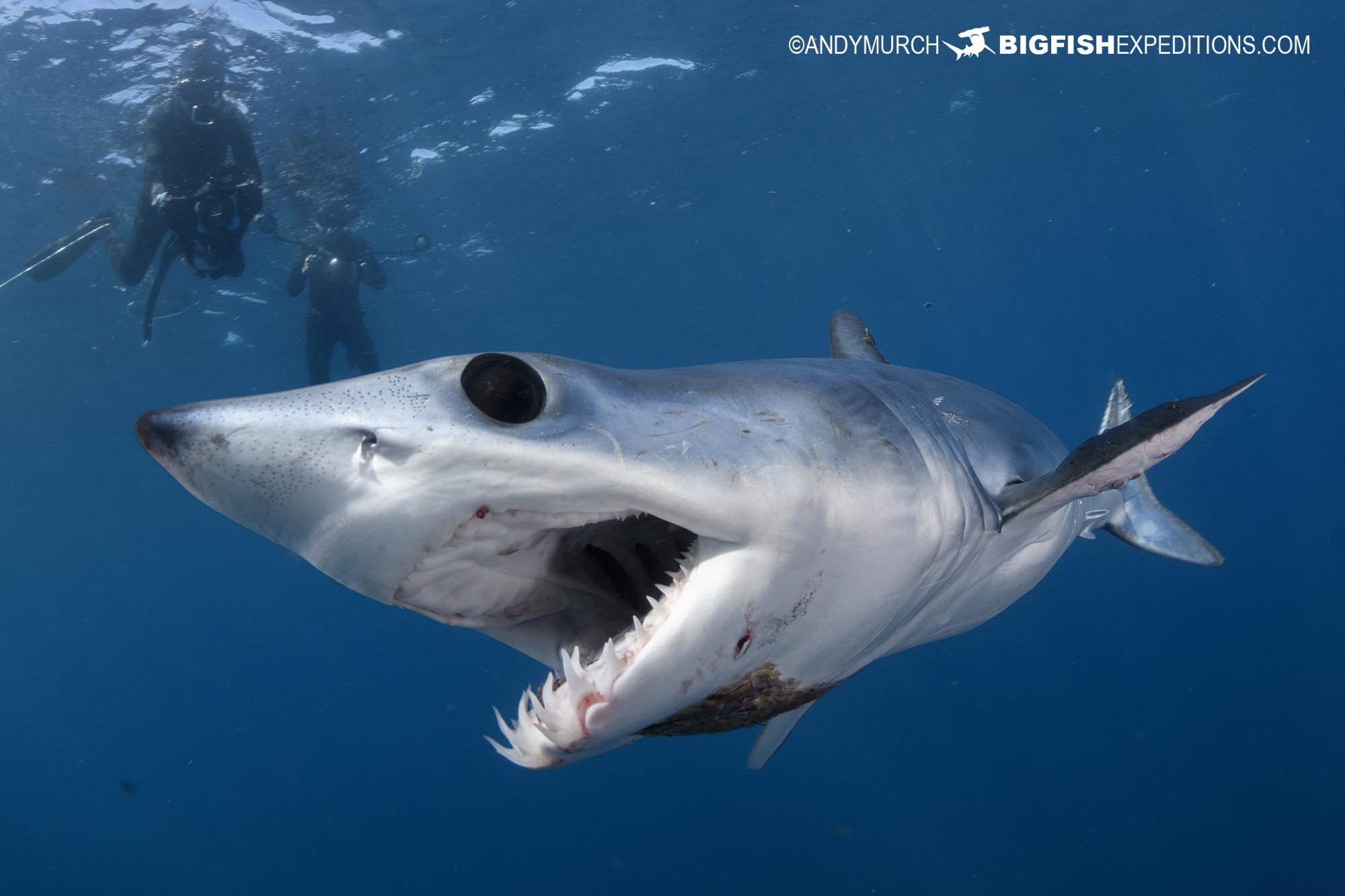 Snorkeling with blue and mako sharks.