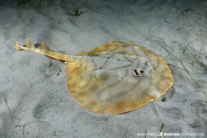 Tiger Ray diving in Senegal.