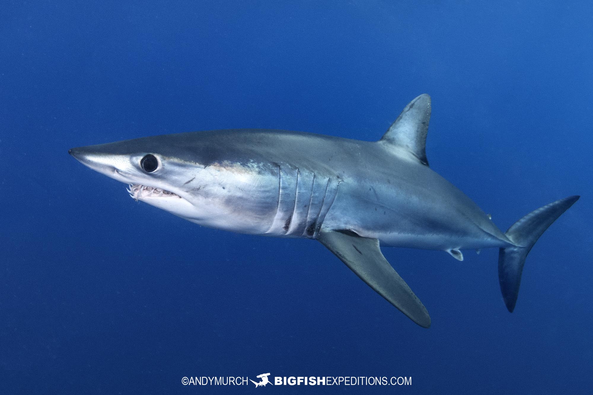 Mako diving trip in Baja, Mexico.