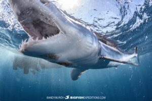 Mako shark diving trip.